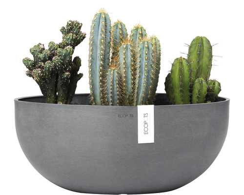 Dekorative Kakteen im grauen Pflanzgefäß.