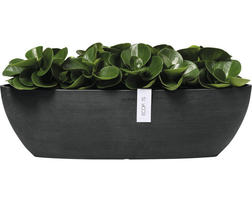 Pflanzgefäß mit Pflanze und Ecopots Logo