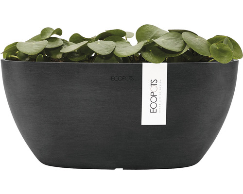 Schwarzer Pflanzkasten mit Pflanze