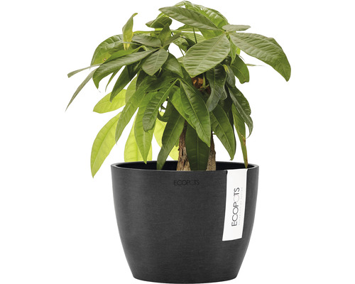 Glückskastanie in Pflanzgefäß