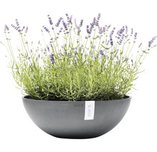 Pflanztopf Ecopots Vienna Kunststoff Ø 50 cm H 18 cm grau
