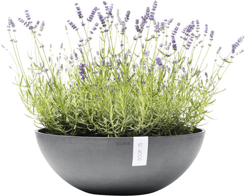 Lavendel in einem Ecopots Pflanzgefäß