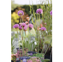 Grasnelke FloraSelf Armeria maritima 'Splendens Perfecta' H 5-15 cm Co 0,5 L