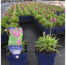Grasnelke FloraSelf Armeria maritima 'Splendens Perfecta' H 5-15 cm Co 0,5 L