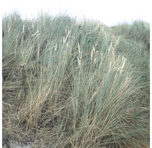 Strandhafer im Garten