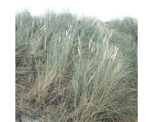 Strandhafer Ammophila arenaria H 5-30 cm Co 0,5 L