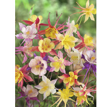 Nahaufnahme von Akeleiblumen mit filigranen Blütenblättern