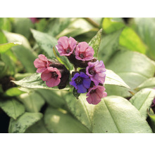 Nahaufnahme einer Lungenkrautpflanze mit Blüten und Blättern