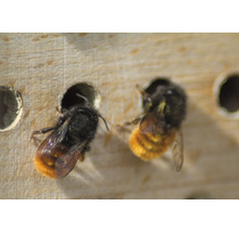 Zwei Mauerbienen an einem Insektenhotel