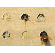Insektenhotel aus Holz mit Mauerbienen