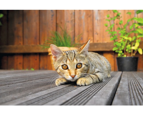 Eine getigerte Katze liegt auf einer Holzterrasse.