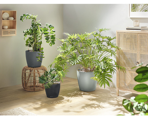 Zimmer mit verschiedenen Zimmerpflanzen in Pflanzgefäßen