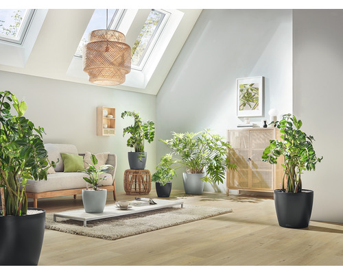 Wohnzimmer mit Sofa, Tisch und verschiedenen Zimmerpflanzen in Pflanzgefäßen