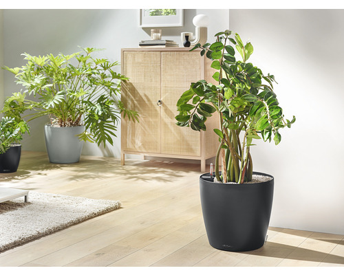 Wohnraum mit Zimmerpflanzen in Pflanzgefäßen und einem Schrank