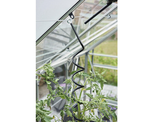 Tomaten-Pflanzenstütze im Gewächshaus zur Pflanzenbefestigung und zum Pflanzenwachstum