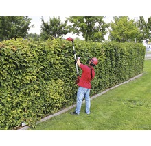 Eine Person schneidet eine Hecke mit einer Akku-Heckenschere mit Teleskopstiel.