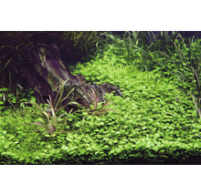 Aquarium mit Wasserpflanzen und Stein