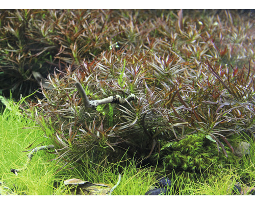 Aquariumpflanzen im Detail