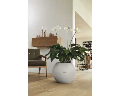 Pflanze mit weißen Blüten in einem runden Pflanzgefäß in einem Wohnraum