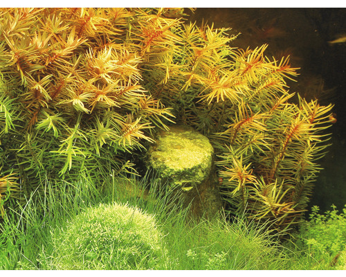 Aquariumdekoration mit Wasserpflanzen und Stein