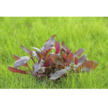 Aquarienpflanze mit rötlichen Blättern im Gras