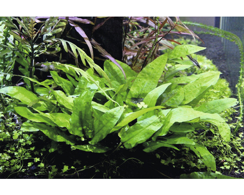 Aquarium mit bepflanztem Becken