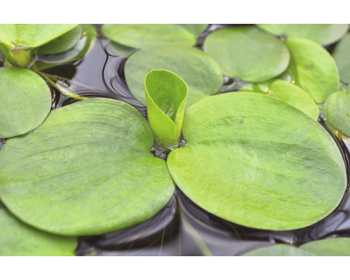 Nahaufnahme von Wassersalat, einer Teichpflanze