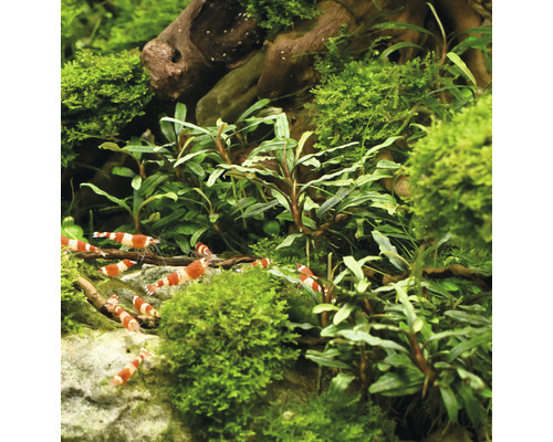 Aquarium mit Garnelen und Pflanzen