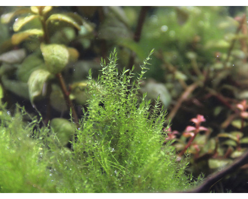 Aquarium mit Javamoos