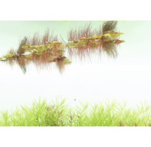 Aquarienpflanzen im Wasser