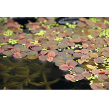 Abbildung von Froschbiss und Muschelblumen im Gartenteich