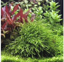 Aquarienpflanze mit feinen, grünen Blättern