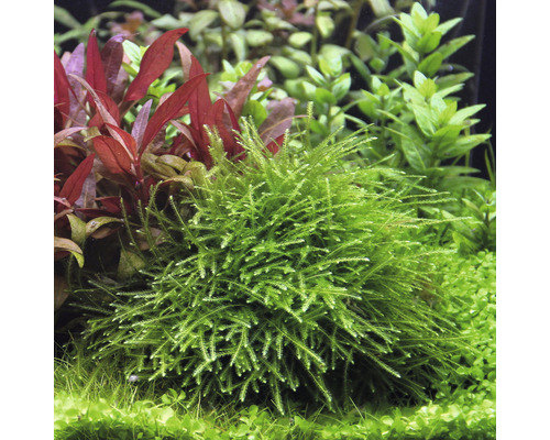 Aquarienpflanze mit feinen, grünen Blättern