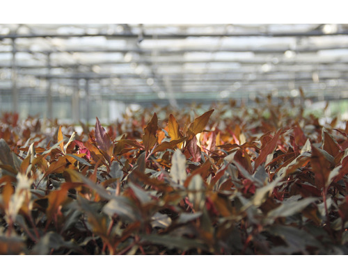 Jungpflanzen in einem Gewächshaus