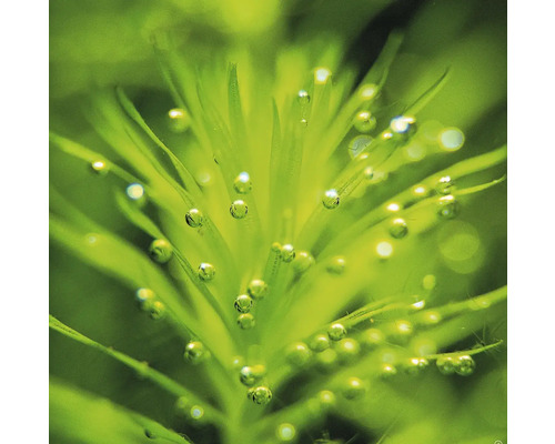 Nahaufnahme einer Wasserpflanze mit Sauerstoffbläschen