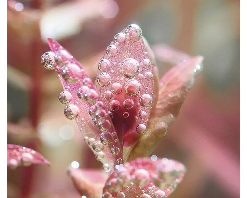 Aquarienpflanze mit Wassertropfen auf den Blättern