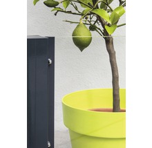 Zitronenbaum im gelben Blumentopf mit Zitrone
