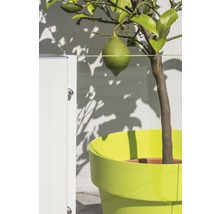 Zitronenbaum in einem Topf