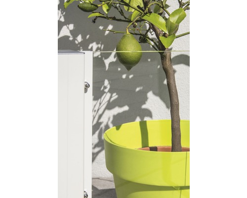 Zitronenbaum mit Frucht im Topf