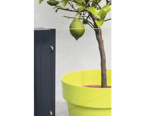 Zitronenbaum mit Frucht im gelben Pflanzgefäß