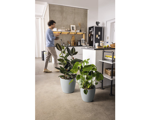 Zwei Zimmerpflanzen in Töpfen in einer hellen Wohnung.