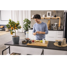 Mann bereitet Mahlzeit in moderner Küche mit Zitrusbaum im Topf vor