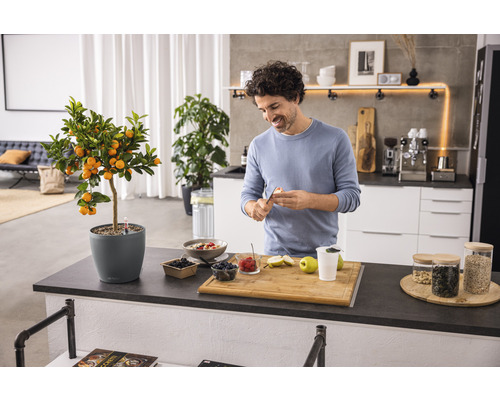 Mann bereitet Mahlzeit in moderner Küche mit Zitrusbaum im Topf vor