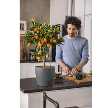 Mandarinenbaum im Topf neben einer Person, die Obst schneidet