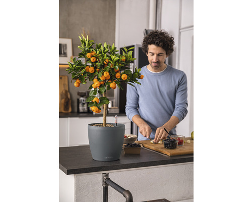 Mandarinenbaum im Topf neben einer Person, die Obst schneidet