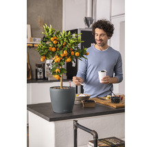 Mandarinenbaum im Topf auf einer Küchentheke mit einem Mann im Hintergrund, der isst