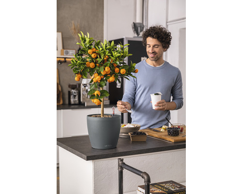 Mandarinenbaum im Topf auf einer Küchentheke mit einem Mann im Hintergrund, der isst