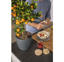 Mandarinenbaum im Topf neben Müsli auf einer Arbeitsplatte