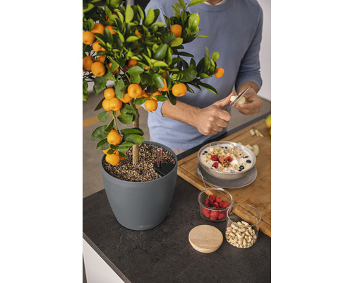 Mandarinenbaum im Topf neben Müsli auf einer Arbeitsplatte