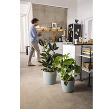 Zwei Zimmerpflanzen in passenden Pflanzgefäßen in einer modernen Küche.